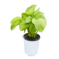 Hosta - Guacamole Plant, 1 Each