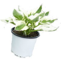 Hosta - Patriot, 1 Each
