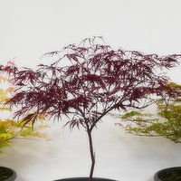 Maple - Patio Bowl Plant, 1 Each