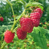Bushel & Berry - Blackberry Blueberry Raspberry, 1 Each