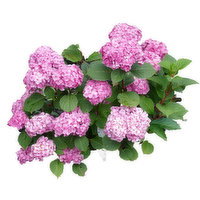 Hydrangea - Macrophylla Bloomstruck, 1 Each
