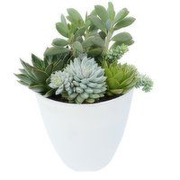 Succulent - Assorted Planter - 11.81In, 1 Each