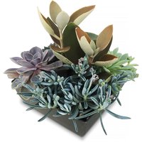 Assorted - Succulent Bowl 20cm, 1 Each