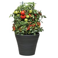 Combination - Tomato Plants, 1 Each