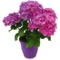 Hydragena - In a Patio Pot