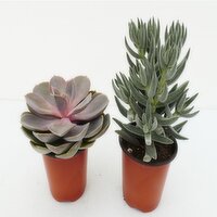 Succulent - Assorted Planter, 9 cm, 1 Each