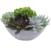 Succulent - Assorted Boval Planter 38cm, 1 Each