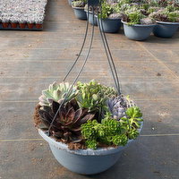 Succulent - Moss Hanging Basket, 1 Each