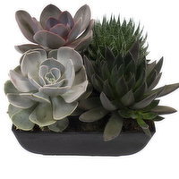 Succulent - Assorted Bowl, 1 Each