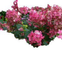 Hydrangea - Praniculata Fire Light, 1 Each