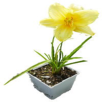 Day - Lily Stella Doro, 1 Each