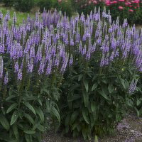French - lavender, 1 Each