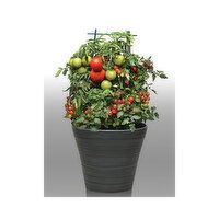 Tomato - Planter 12 Inch Assorted, 1 Each