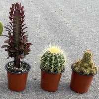 Cactus - Assorted, 1 Each