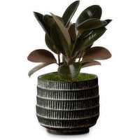 Live Trends - Genevieve Planter, 1 Each