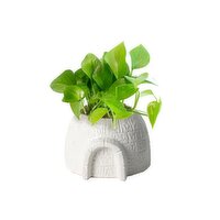 Live Trends - Ice Castle With Tropical Pot, 1 Each