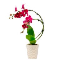 Potted Plant - Wave Orchid, 5 inch, 1 Each