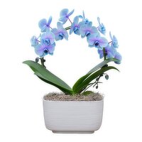 Moonstone Orchid - Infinity Loop Gemstone, 8 Inch, 1 Each