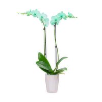 Orchid - Green Emerald Gemstone, 5 Inch, 1 Each