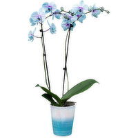 Potted Plants - Moonstone Orchid In Ceramic, 1 Each