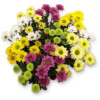 Bunch - Santini Mum, 1 Each