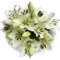 Premium - Oriental Lily 5 Stem, 1 Each