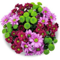 Spray Mum - Bouquet, Sesaonal, 1 Each