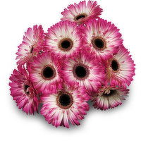 Gerbera - 10 Stem Bunch, 1 Each