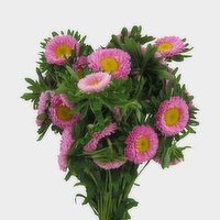 Aster - 5 Stem Bunch, 1 Each