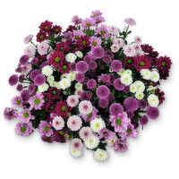 Santini - 5 Stem Mum Floral Bouquet, 1 Each