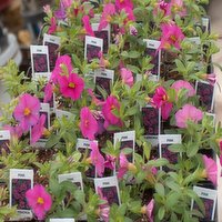 Basket - Calibrachoa Stuffers 2.5In, 1 Each