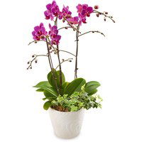 Phalaenopsis Orchid - Planter, 3 in 1 Combo 4inch, 1 Each