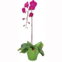 Phalaenopsis - Orchid Promo 6 Inch, 1 Each