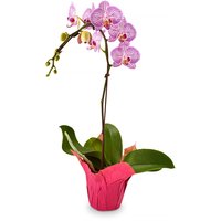 Phalaenopsis Orchid - Plant in Pot Cover 4in, 1 Each