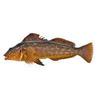 Live - O/W Lingcod, 6000 Gram