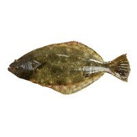 Save-On-Foods - O/W Halibut, 1 Pound