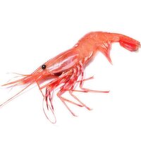 US - Large Spot Prawn Large, 1 Pound