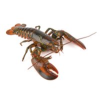 Live - Live Lobster Large (2lb up), 700 Gram