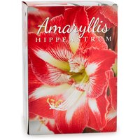 Amayllis - Bulbs Red/White, Gift Box, 1 Each