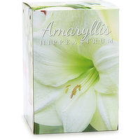 Amaryllis - Bulb White, Gift Box, 1 Each