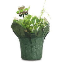 Shamrock - Oxalis Shamrock Plant 4In, 1 Each