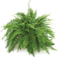 Boston Fern - Hanging Basket 10in, 1 Each