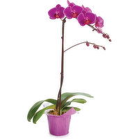 Orchid Assorted - In Plastic Pot, 1 Each