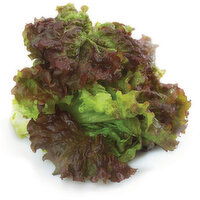 Lettuce - Red Leaf, Fresh