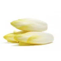 Witloof BC - Belgium Endive