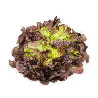 Lettuce - Red Butter Organic, 1 Each