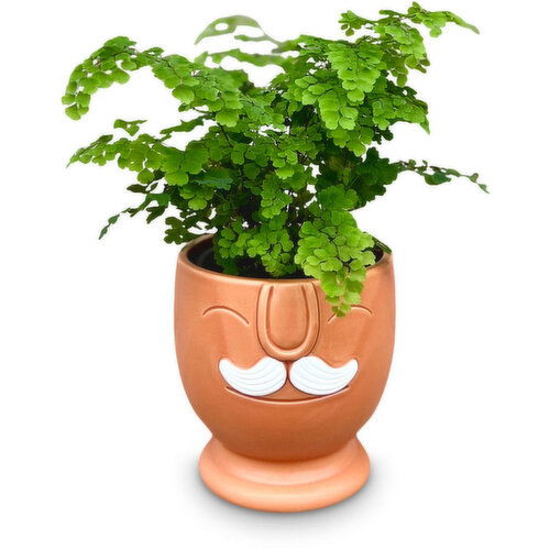 Tropical Plant - In Mustache Ceramic Pot 4in