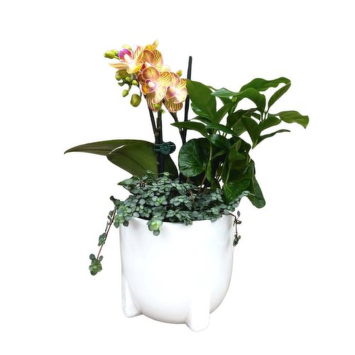 Tropical Orchid - 4 Inch Mini In Planter