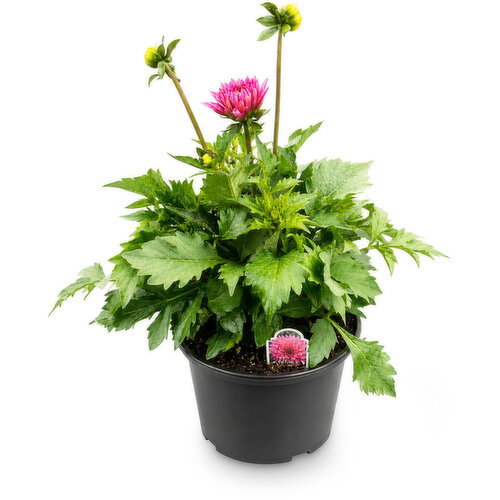 Tropicals - Specialty Annual, 2 Gallon
