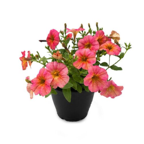 Tropicals - Colour Feature Planter, 7 Inch